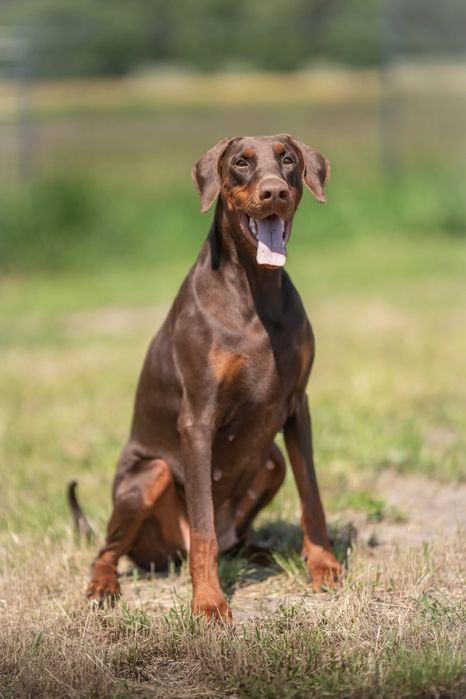 Suka doberman do adopcji