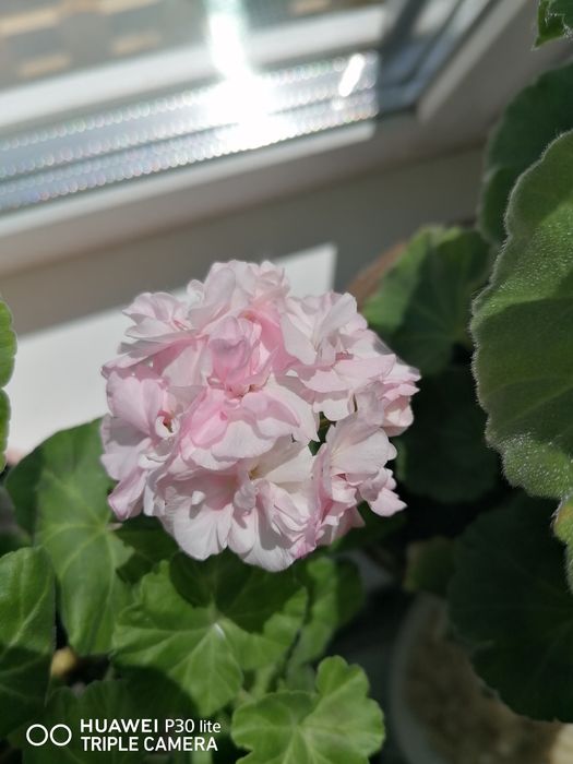 Пеларгонія Malins parla