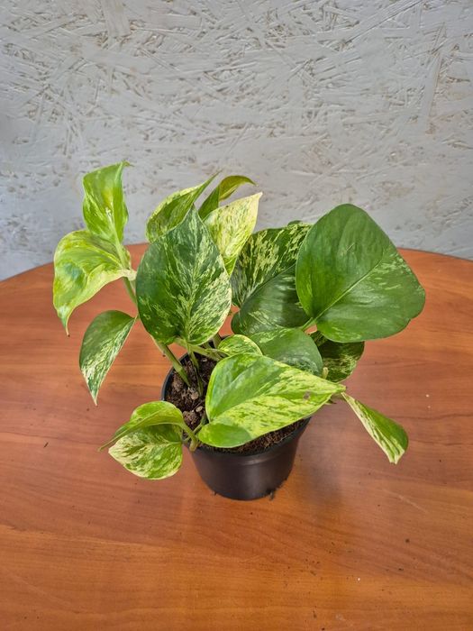 Epipremnum Marble Queen P12 25-30cm WYPRZEDAŻ