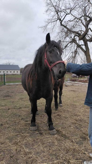 Do sprzedania 2 klacze zimnokrwiste