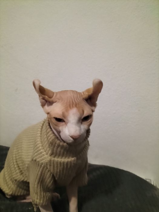 Gatinho Sphynx 1 ano