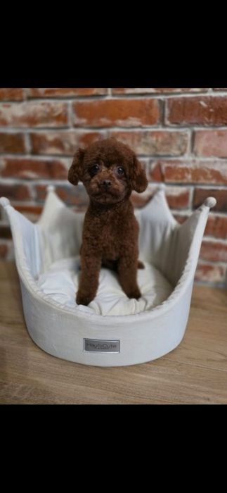 Maltipoo  f1 suczka mocny skręt do odbioru!!