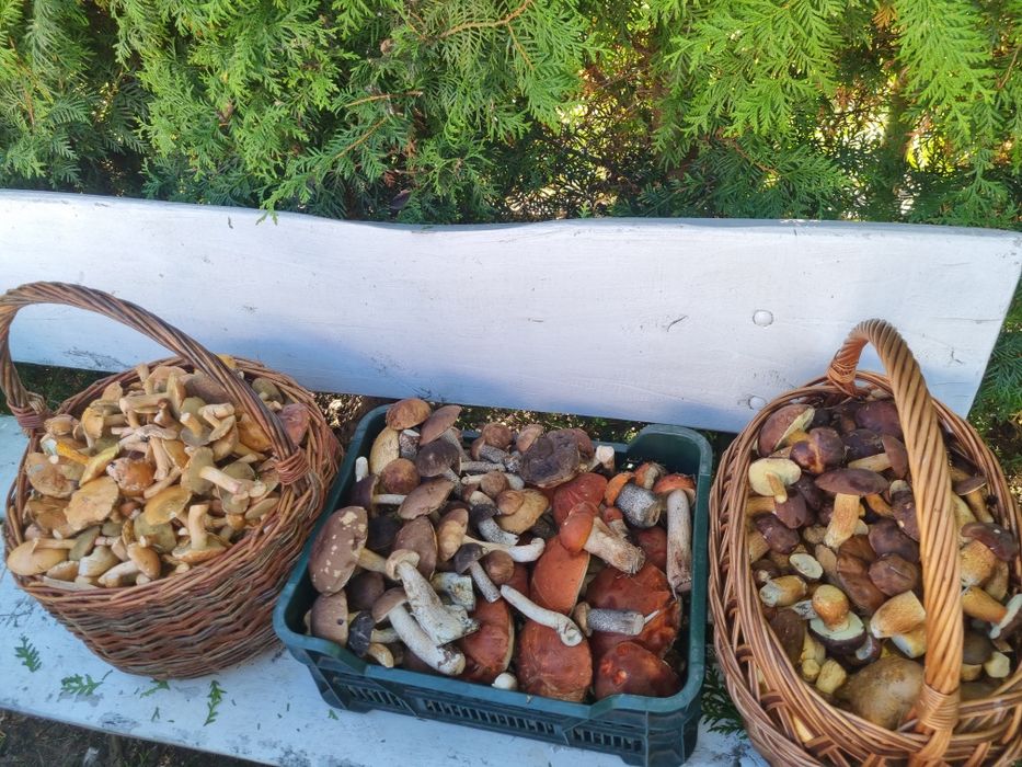 Grzyby podgrzybki prawdziwki maslaki do marynowania maslaki