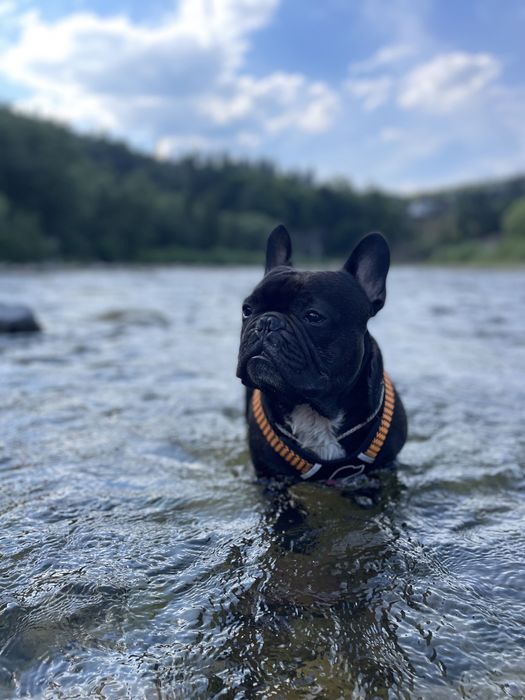 Для штучного запліднення! Голубогенний Француз Бульдог тільки м. Ніжин