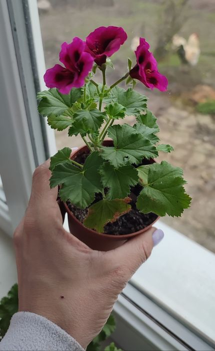 Пеларгонія зональна, королівська герань