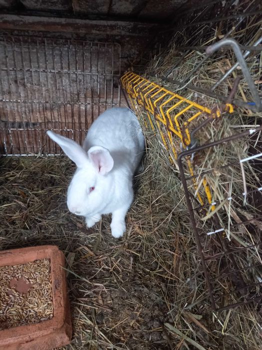 Кроля породи термонська біла
