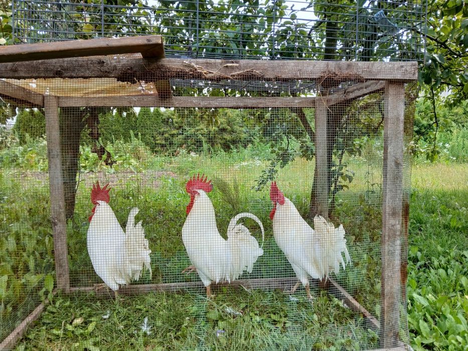 Kogut, Koguty leghorn
