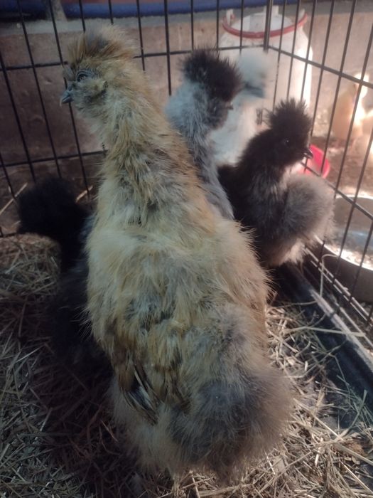 Silka. Ptaki ozdobne. Silka Jedwabista 2023