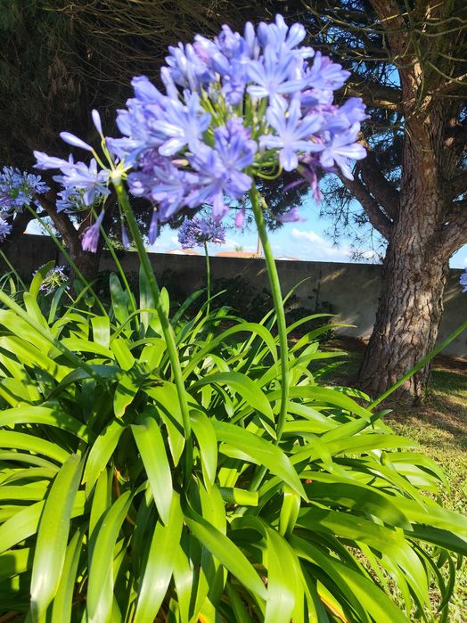 Plantas e bolbos de agapanphus ou lírio do nilo