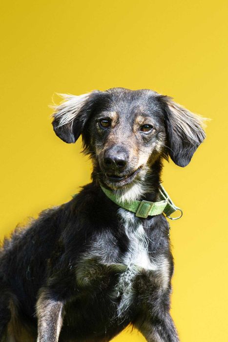 Sami super energiczny młodziak do adopcji