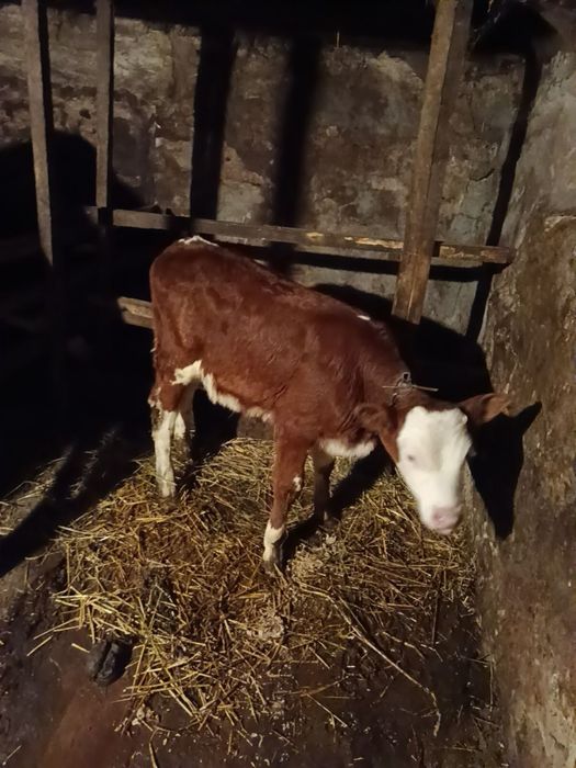 Бичок молоденький на продаж