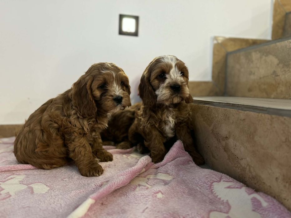 Bardzo ładny piesek cockapoo