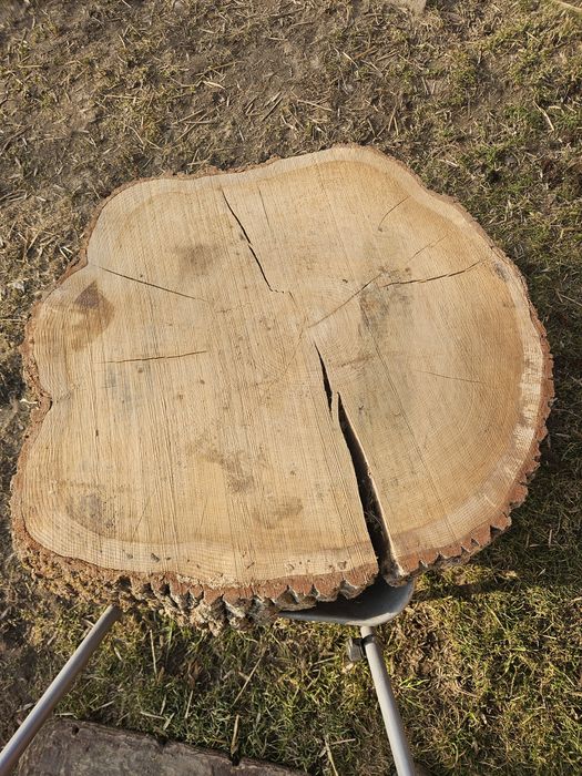 Plastry dębu 50-120cm średnicy