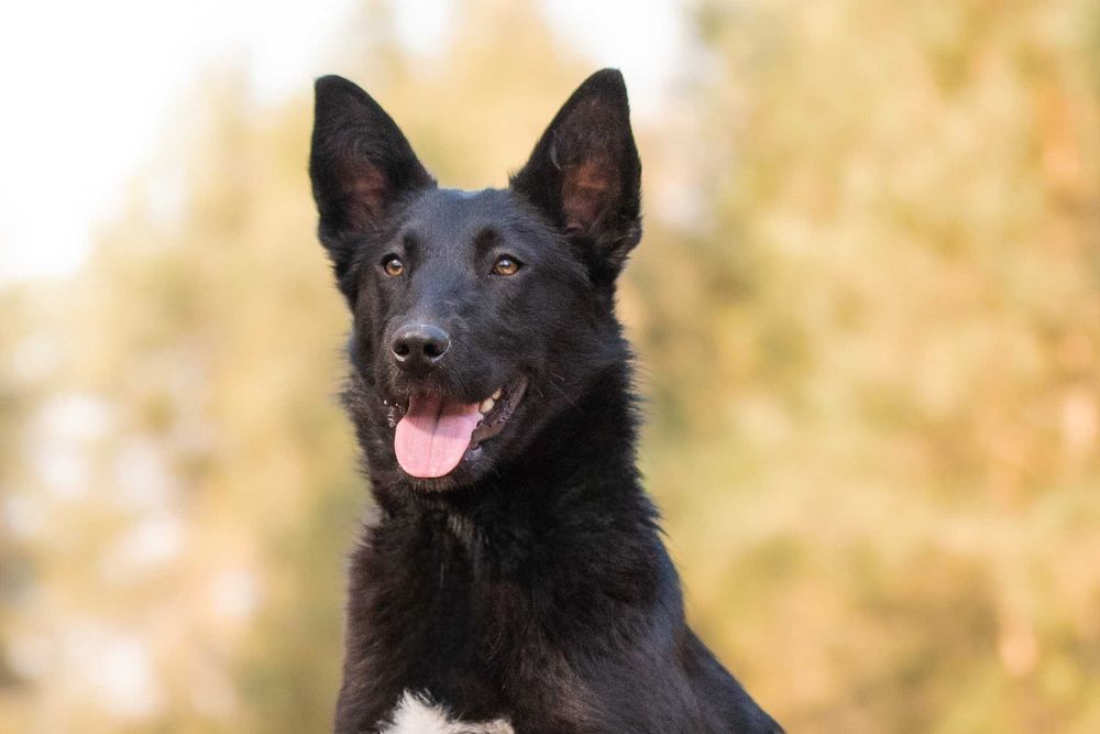 MAKIMA - młoda, aktyna, łagodna, idealna