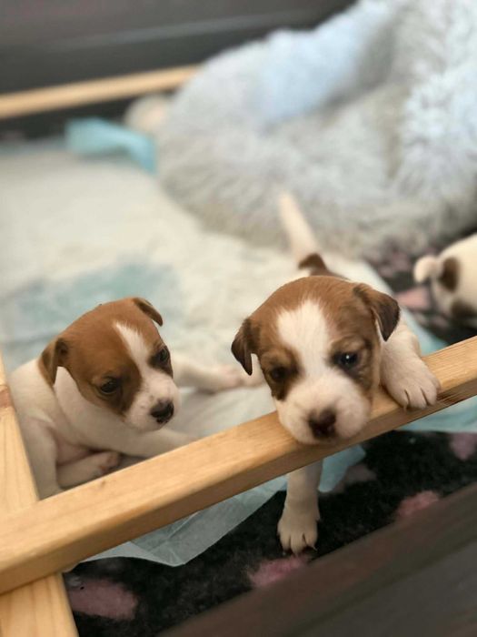 Szczenię Jack Russel Terier