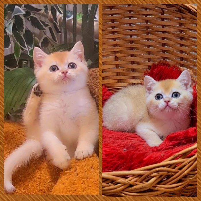 Золотая шиншилла Девочка