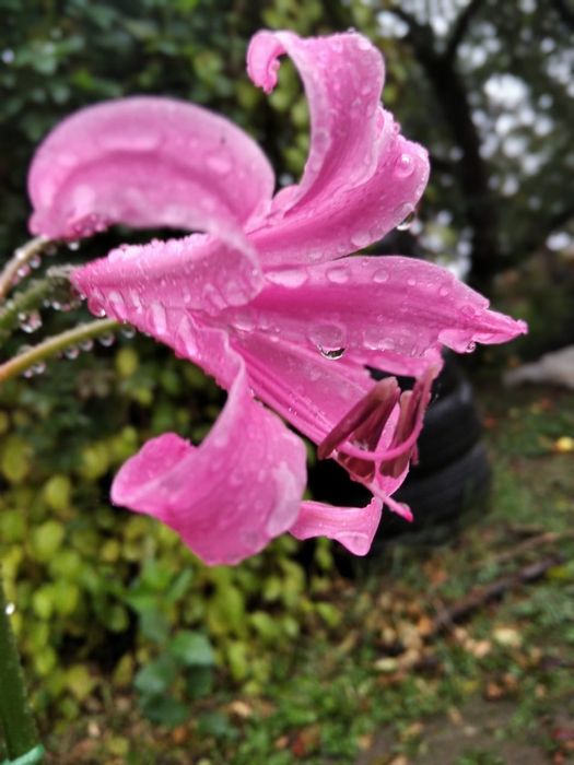 Цибулини Неріне Боудена