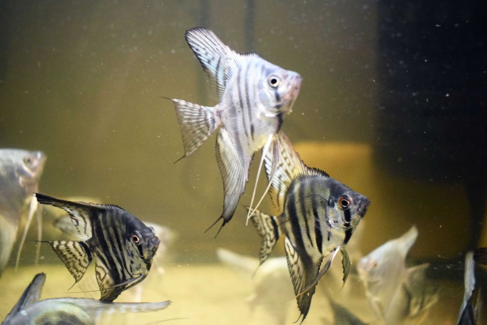 Продам скалярій Пітой (зебра)