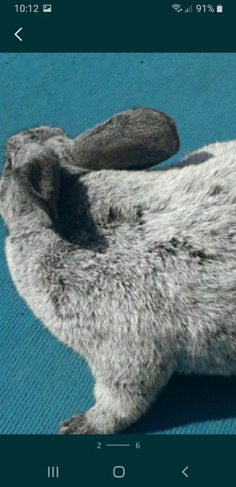 Кролики скараспелые