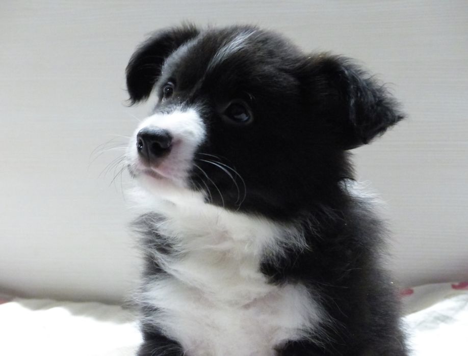 Border Collie ZKwP/FCI - suczka czarno-biała, gotowa do odbioru