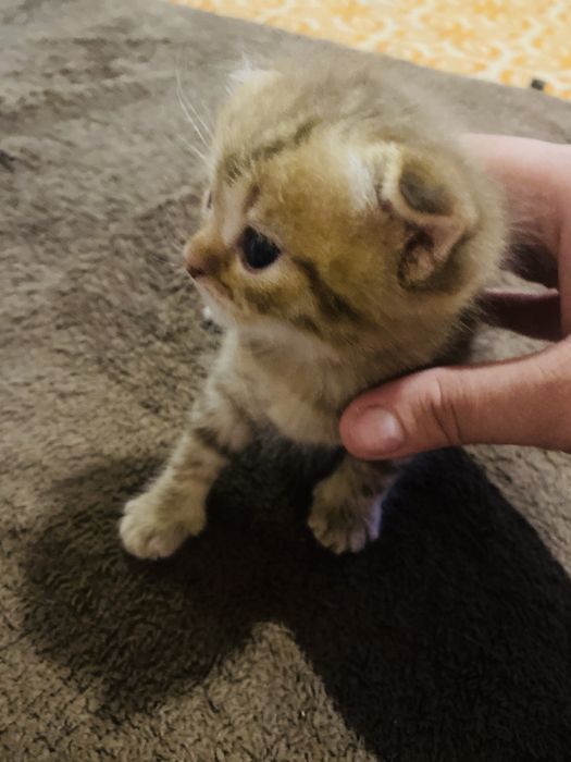 Котята шотландские