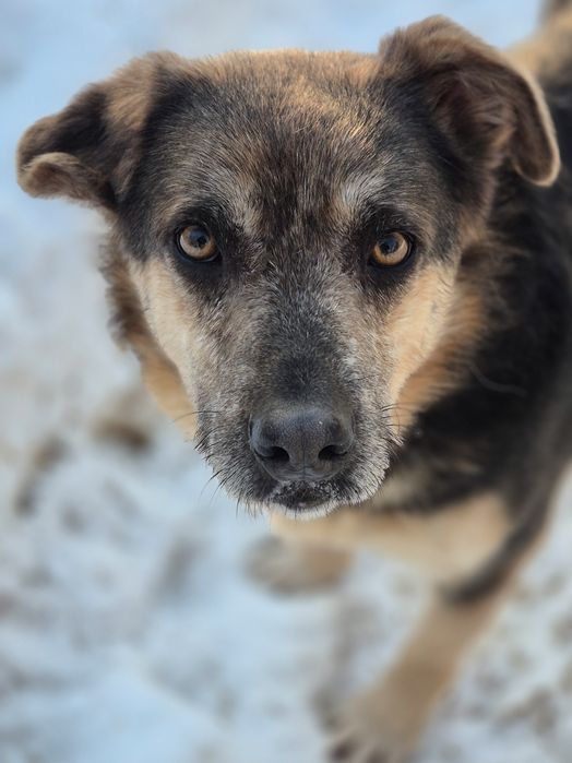 Spokojny pies szuka domu  / do adopcji
