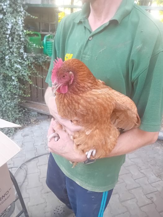 Pisklaki araucany pisklaki rosy kury Rosy kury araukany ekologiczne