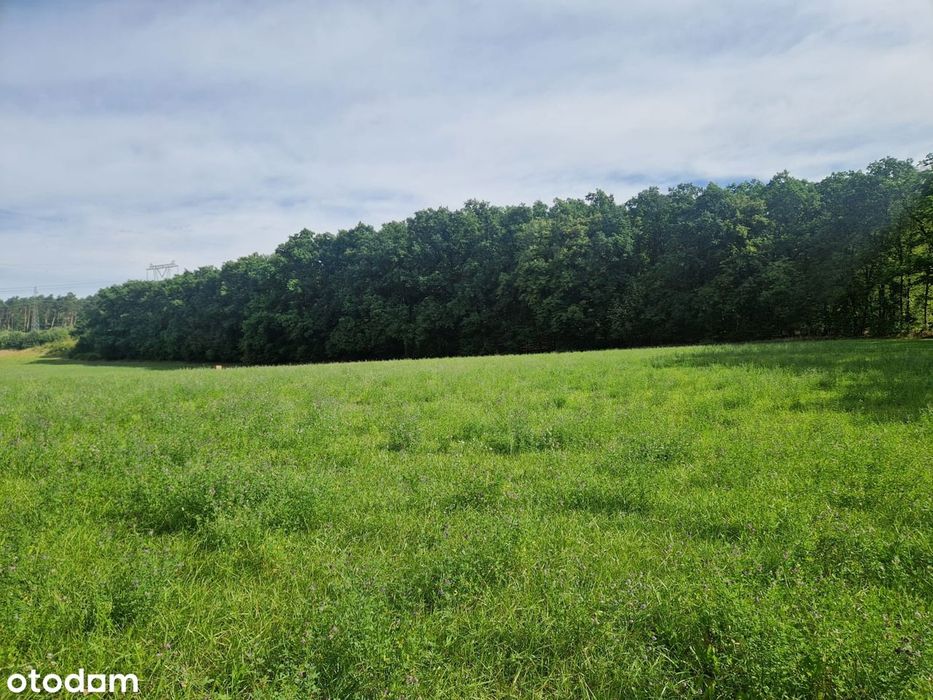 Działka budowlana 2921 m² przy lesie - Widok 2