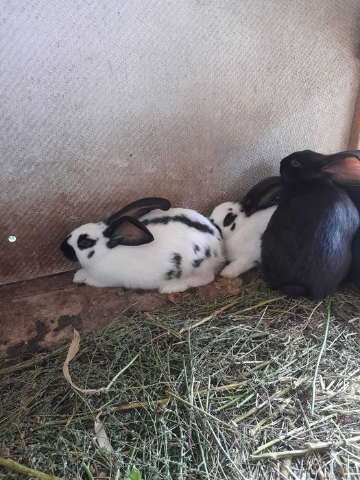 Строкач.Кролики.Кролі.