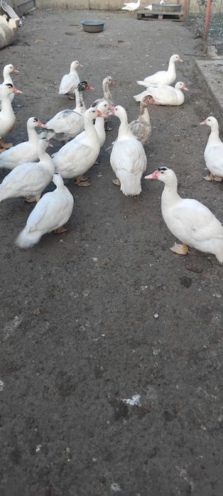 продам индоуток 200 гр.