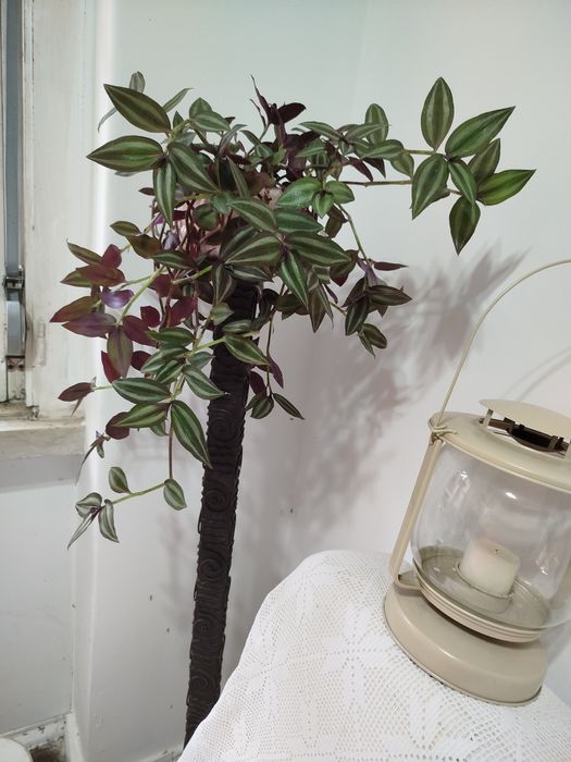 Planta Pendente Tradescantia Zebrina + Vaso de Porcelana Rosa NOVO