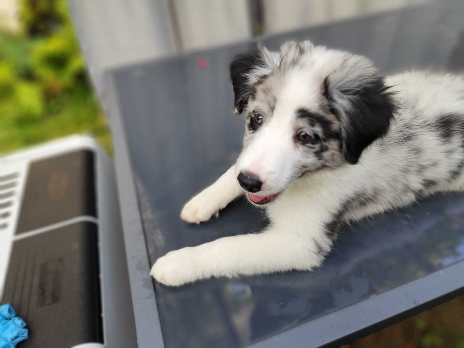 Ostatni piesek Border Collie Blue Merle z rodowodem, gotowy do odbioru