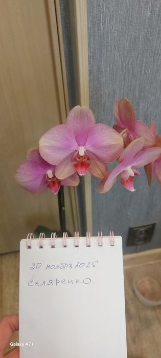 Орхидея фаленопсис Baby Dynamite