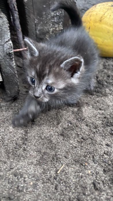 Котики в добрі руки