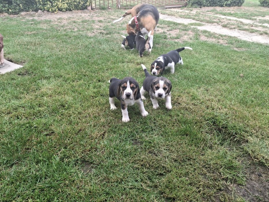 Beagle piesek  do odbioru