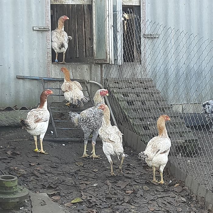 Кури МАЛАЙСЬКІ бійцеві