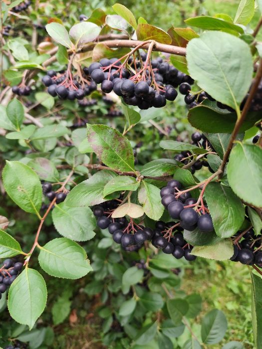 Aronia rwana na zamówienie