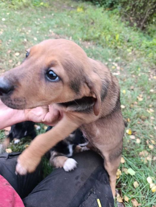 Віддам цуценят в добрі люблячі руки.