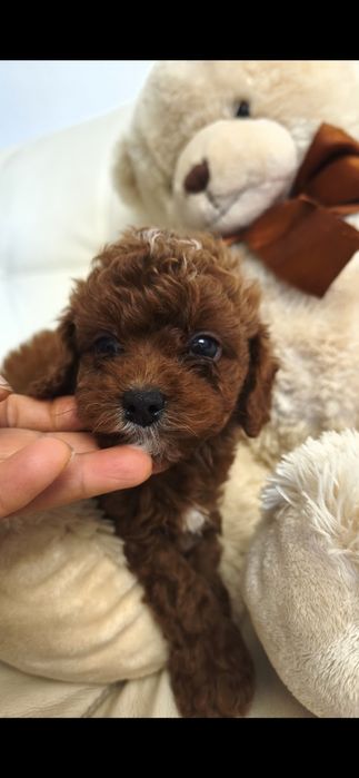 Пудель Киев ред браун red brown