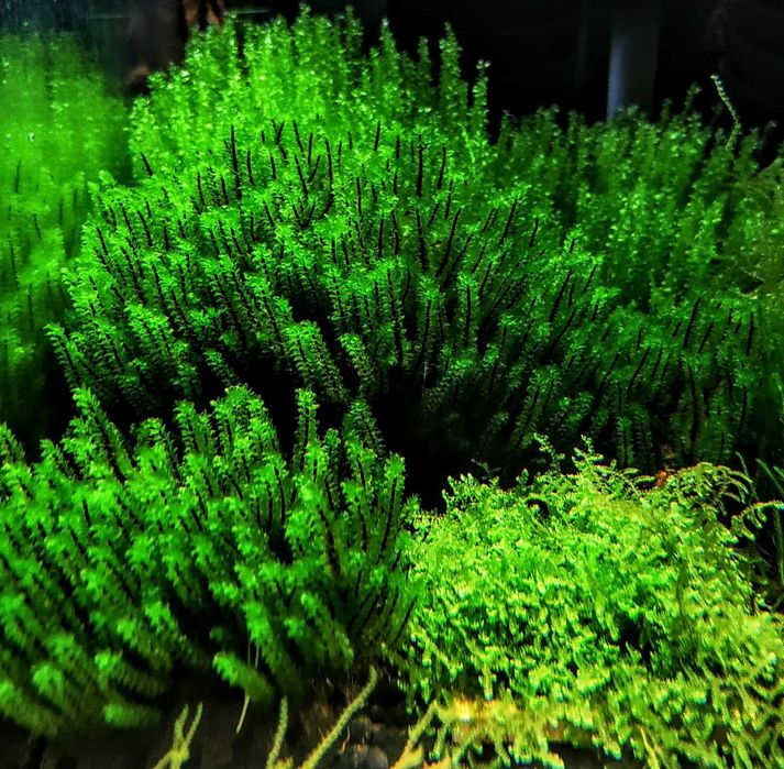 Hookeriaceae sp- rarytas ZAMIANA GRATIS PROMOCJA