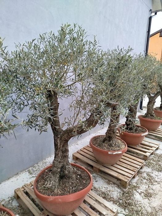 Drzewka oliwne bonsai