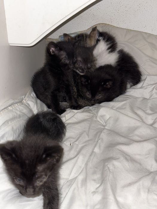Gatinhos para dar