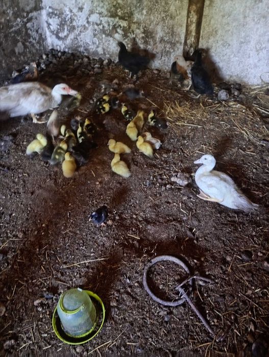 sprzedam kaczki francuskie