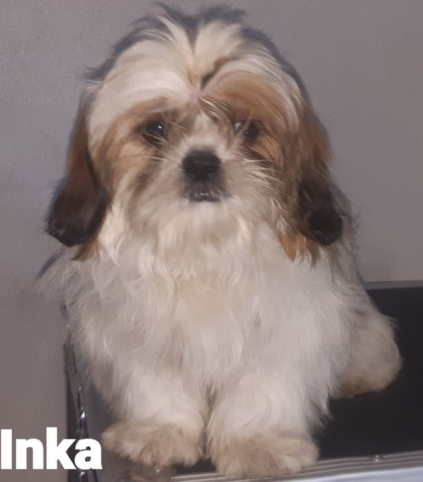 Shih-tzu sunia Inka Green House