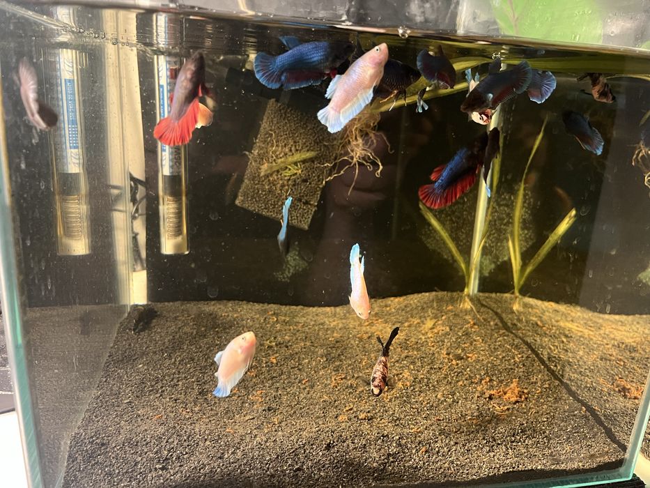 samice bojownika odmiana Delta bojownik syjamski/wspaniały