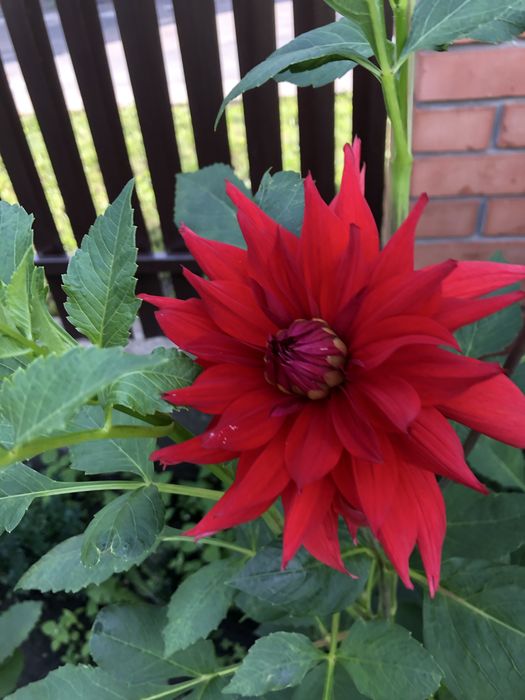 Корені великоквіткових жоржин