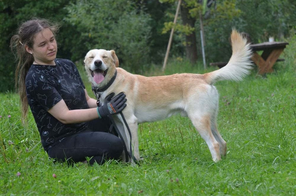Donald- do adopcji