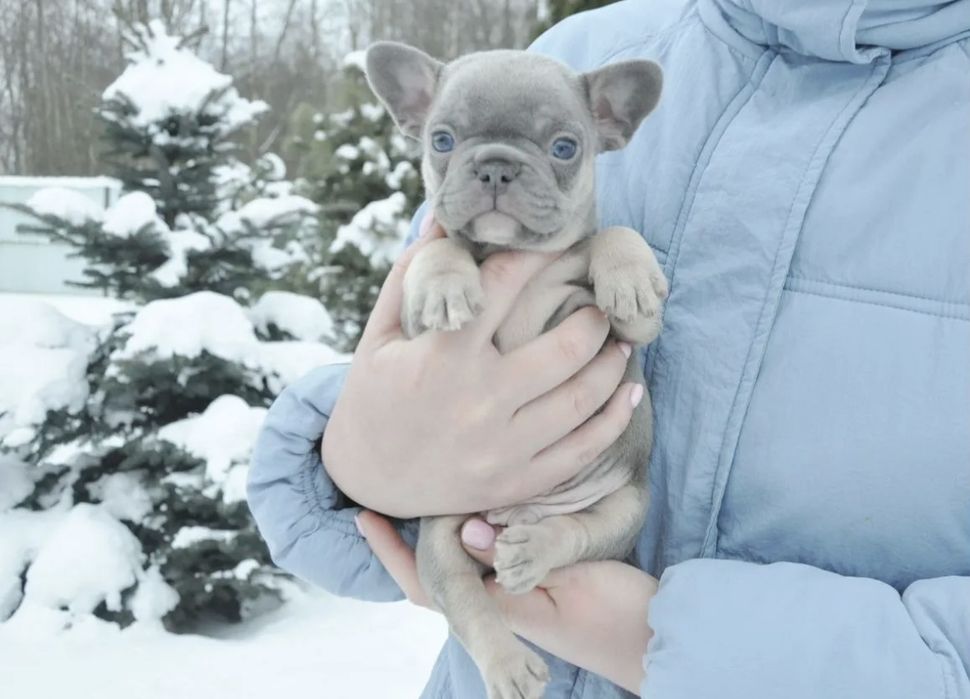 Французік блакитний !