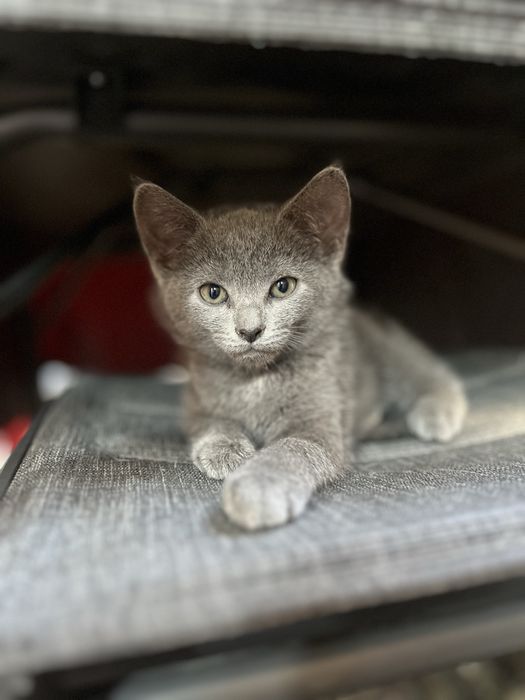 Кошенята в добрі руки