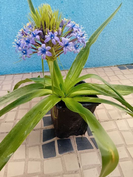Scilla Peruviana
